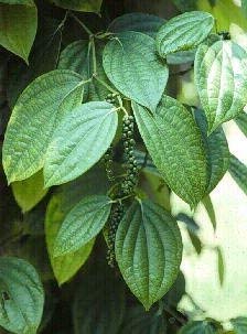 plentree 10 graines de la Poivre Noir Vine z2101 (Piper nigrum) Cover