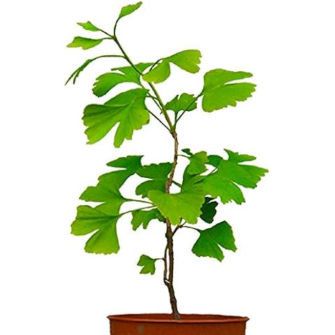 Seedeo® Ginkgo (Ginkgo biloba) Pflanze 2,5 Jahre Cover