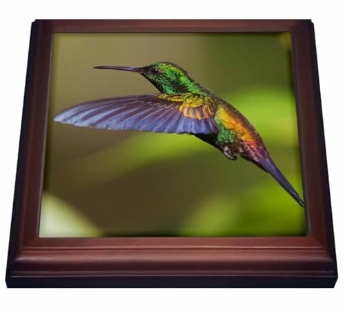 3dRose Hummingbird Trivet with Tile, 8 by 8