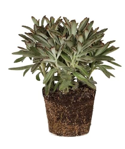 Kalanchoe Tomentosa | DECOALIVE | Cactus y Suculentas | Planta Oso Panda | Planta Natural