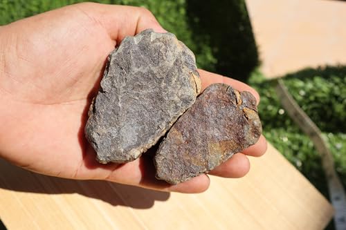 Image of 2PCS Calymene Trilobites Flexicalymene Fossil for Kids Ordovician Fossil Trilobites A14