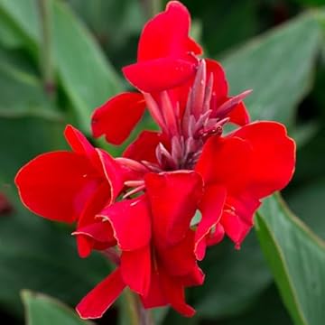 best annuals for full sun and heat