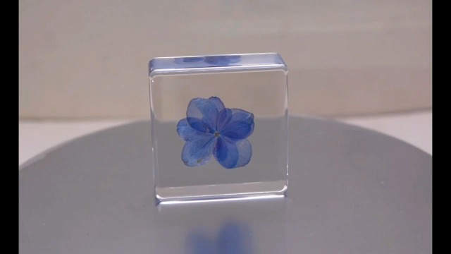 Image of 38mm Real inchNikko Blue inch Hortensia Flower in Crystal Clear Lucite Resin Specimen Sky Blue Hydrangeas Botanist Herb Herbarium Collection for Botany Science Education & Desk Ornament Display Paperweight