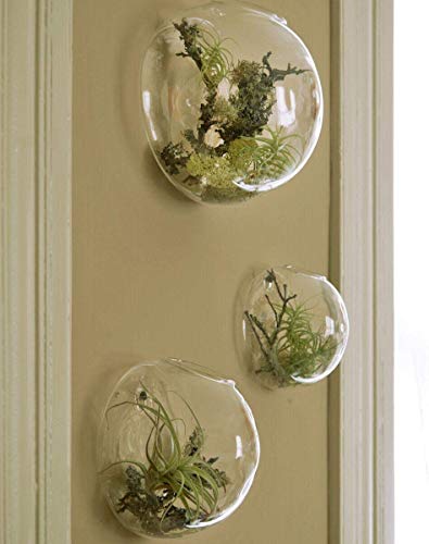 Ecosides Set von 3 Wandbehang Pflanzgefäß Wandbehang Bubble Glas Terrarium Wandhalter Vase für Indoor Pflanzgefäß Luftpflanzen Glas Terrarium Blumenvase Wandschale (schräge Öffnung) Cover