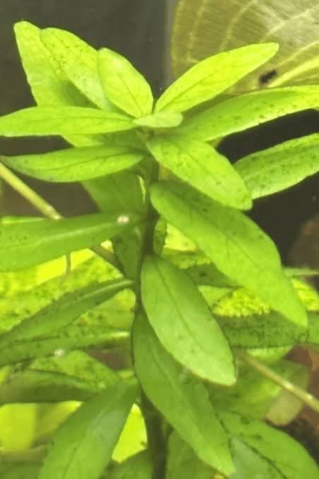 Hygrophila Live Plant for Shrimp Tank Care (Evergreen Aquatic Background, Safe for Guppy & Betta Fish) - Perfect for Low Maintenance Tanks & Breeder Setup Art (3 Healthy Live Vine Plant)-picture-30