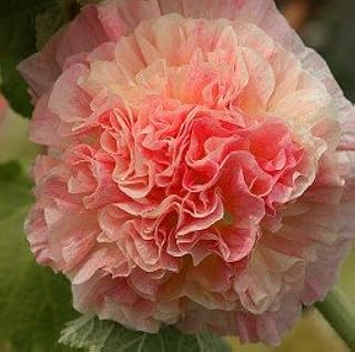Heirloom 300 Semi Altea Alcea rosea malvarosa Doppio Misto del Fiore di Colore rosa albicocca Giallo Arancione B0004
