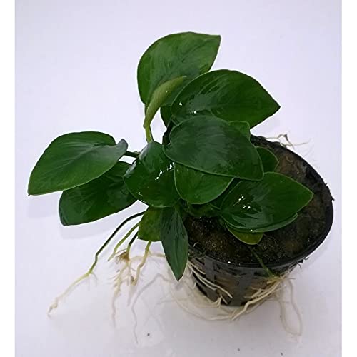 See full amazon price history chart for Maalavya Live Aquarium Aquatic Plant Anubias Nana in pot (3) Maalavya Live Aquarium Aquatic Plant Anubias Nana in pot (3) (B0994TLL28) Amazon Price History, Amazon Price Tracker