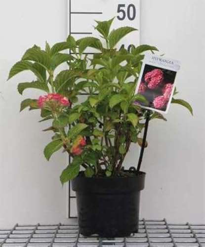 Hydrangea macr. 'Alpenglühen' - Hortensia 'Alpenglühen' 25-30 cm en pot
