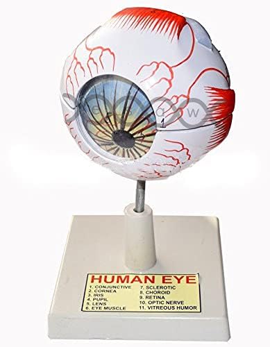 E S A W Human Eye Anatomical Model on Stand (5 Parts)