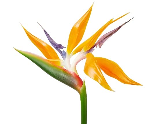 Strelitzia Reginae: Planta Natural de Ave del Paraíso para el Exterior de tu Hogar