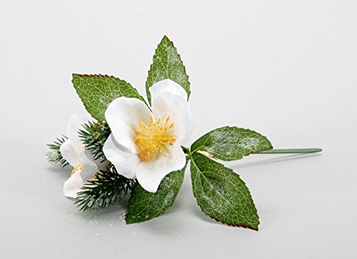 Preisvergleich Produktbild CHRISTROSEN BÜNDEL