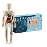 Modell der menschlichen Anatomie: Ressource für Anatomie, Modell des menschlichen Körpers für Kinder, Menschen, interaktives Wissenschafts-Set für Körperknochen, pädagogische Physiologie für junge