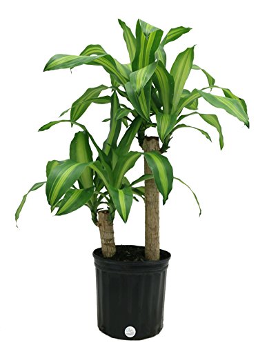Costa Farms Mass Cane Corn Plant Live Indoor Floor Plant in 8.75-Inch Grower Pot Costa Farms Mass Cane Corn Plant Live Indoor Floor Plant in 8.75-Inch Grower Pot