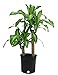 Delray Plants Corn Plant (Mass Cane) in Pot
