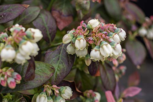 Bushel and Berry - Vaccinium x Peach Sorbet (Blueberry) Edible-Shrub, , #2 - Size Container - Thumbnail 3