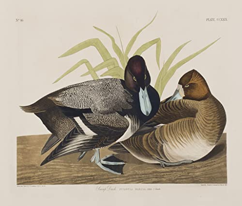 Lienzo de Aves de América soluciona paredes vacías con arte de 60x90