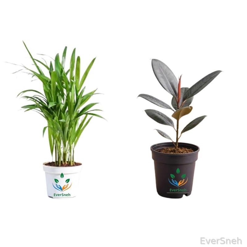 EverSneh Live Areca Palm Air Purifier Natural Live Plant/Rubber Plant/Black Prince Rubber Plant Combo-2 Areca&Black Rubber Home Decorative Live Combo 2 Plants With Black Plastic Pot (B0CWDFG2XB) Amazon Price History, Amazon Price Tracker