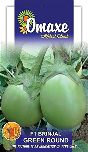 Brinjal Eggplant F1 Green Round Vegetable Seeds Kitchen Garden Packet