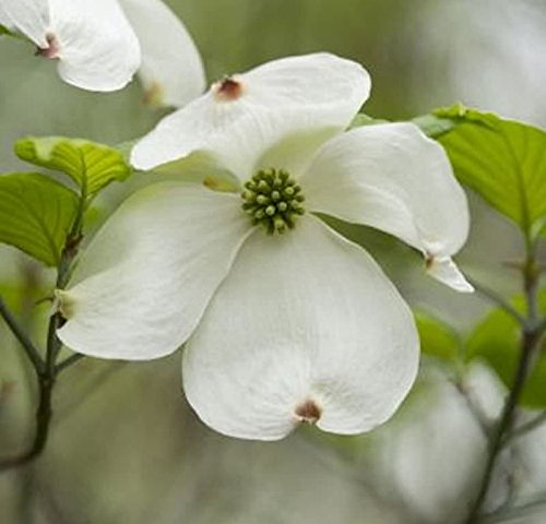 Japanischer Blumenhartriegel Venus® 60-80cm - Cornus kousa - lebende Gartenpflanze aus den Baumschulen