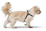 Hunter Hundegeschirr SOHO MINI, Farbe: schwarz, Rindsleder, weich & geschmeidig, fellschonend, leicht, für kleine Hunde & Welpen, Made in Germany, Größe: XS