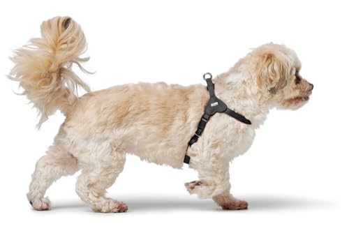 Hunter Hundegeschirr SOHO MINI, Farbe: schwarz, Rindsleder, weich & geschmeidig, fellschonend, leicht, für kleine Hunde & Welpen, Made in Germany, Größe: XS