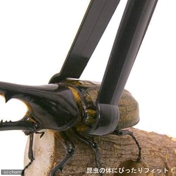 クワガタ　カブトムシ　標本セット 多数　デアゴスティーニ カブトムシ標本セット 7種 ディアゴスティーニ - メルカリ