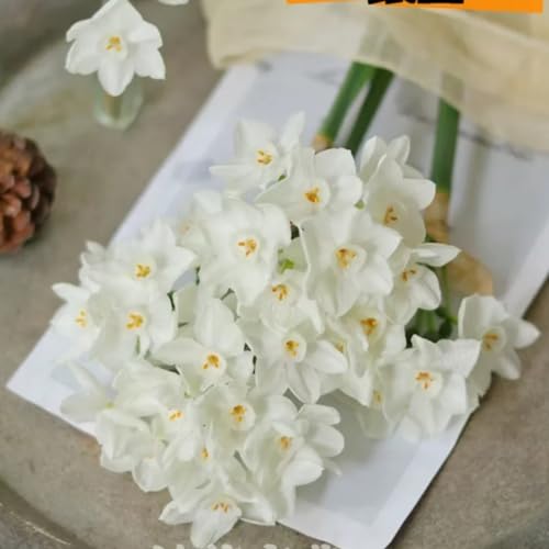 Narciso bulbo,Narcisos flores naturales bulbo,bulbos de narcisos,narciso planta,hierbas perennes,Bulbos de Narciso,decoración del hogar,narcisos amarillos,narcisos flores.-6bulbos-F