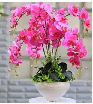 Fresca 100 pezzi Orhid Phalaenopsis seme di Fiore per la Semina Pink 1