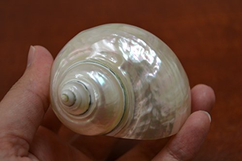 Polished White Pearl Jade Turbo Hermit Crab Sea Shell 3