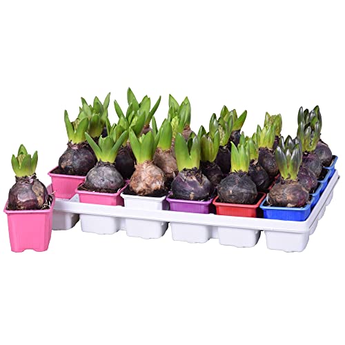 10 Stück Hyazinthen Zwiebeln im 7 cm Topf – Bunte Mischung, Frühblüher für Garten & Balkon, Duftend & Pflegeleicht