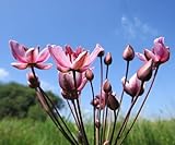 Wasserpflanzen Wolff