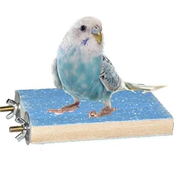 Blue Bird Perch Stand Platform Natural Wood Playground Paw Grinding Clean for Pet Parrot Budgies Parakeet Cockatiels Conure Lovebirds