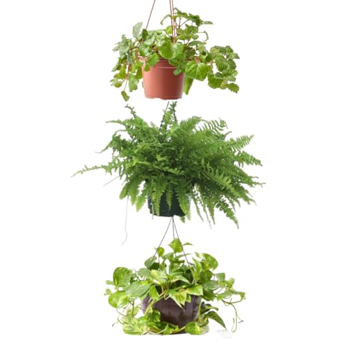 Verdecora Pack Plantas Colgantes en maceta Ø13cm: Planta del Dinero, Potho y Helecho | Set de Plantas Decorativas y Fáciles de Cuidar | Ideal para Hogar u Oficina