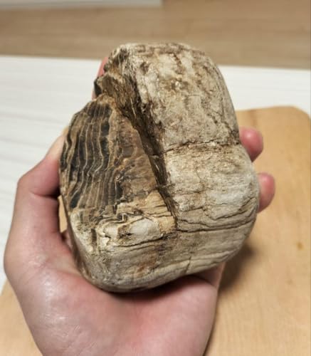 木 化石 ペトリファイドウッド」の人気商品一覧 | 安い商品を通販