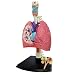 TEDCO 4D Respiratory System Model