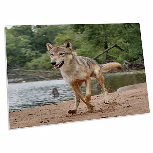 3dRose Gray Wolf Running, Canis Lupus, Minnesota