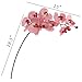 Larksilk Artificial Orchids, Real Touch Ultra Realistic Faux Decorative Phalaenopsis Flowers, Pink, 33.5