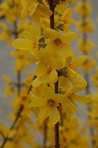 Forsythia X intermedia 'Lynwood Gold' (Forsythia) Shrub, yellow flowers, #3 - Size Container