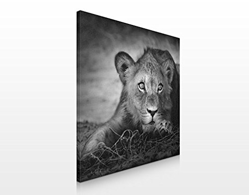 Apalis Canvas Art no.464 Lurking Lionbaby 70x70cm, Dimensions:70cm x 70cm