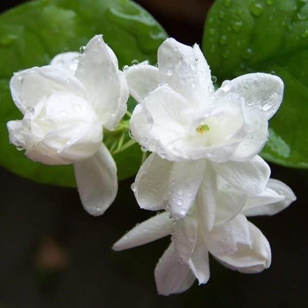 Image of Live All Time 12 months jasmine flowering plant | Mogra live Plant & Tree | Flowering Jasmine | White Flower Highly Fragrant Plant | Pack of 1 With Pot (jasmine Flower Plant)(mogra)(MOGRA PLANT)