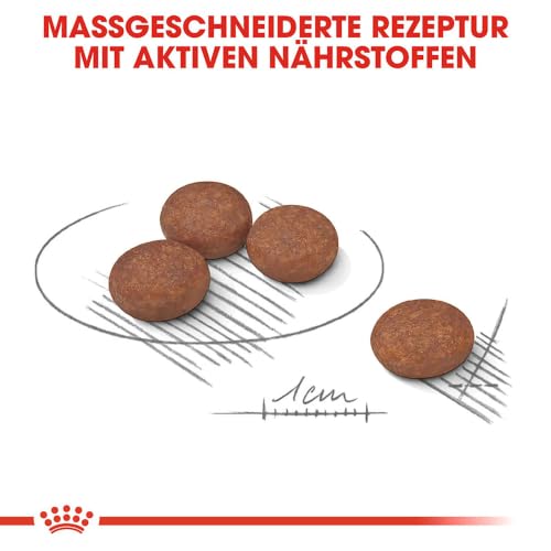 Royal Canin CCN Digestive Care Mini | 1kg | Alleinfuttermittel für Hunde | Für ausgewachsene und ältere kleine Hunde (1 bis 10 kg) mit empfindlicher Verdauung | Trockenfutter