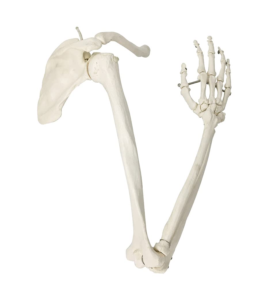 ZX| Human Arm Bones Model (Upper Limb Skeleton), Life Size, PVC, with detailed key card| Anatomical model | Ideal for doctors and students for medical study and patient education | Bones and Skeleton (B09YGW2W37) Amazon Price History, Amazon Price Tracker