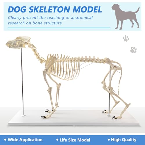 Image of NEW HORIZON Canine Skeleton Bone Model 19.3 inchx7.9 inchx13.8 inch Standard Size