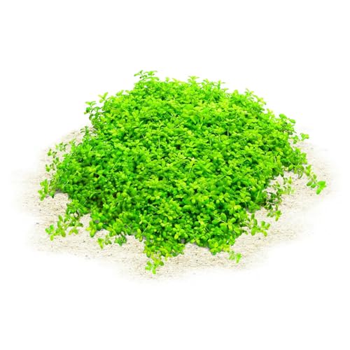 Aquasabi - Hemianthus callitrichoides 'Cuba' - Kuba-Perlkraut - in...