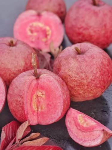 Image of Red Malaysian Guava Variety Fruit (Grafted /Air Layering) Hybrid Plant & Tree(1.5-3 Feet Size), CF GN 112