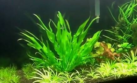 3-Bundles Amazon Sword | Echinodorus Amazonicus Live Aquarium Plants for Aquatic Freshwater Fish Tank by Greenpro - Thumbnail 3