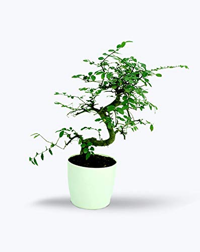 BIRTHRIGHT Chinese Elm - S Shaped - Outdoor Bonsai Live Plants with Pot (B08RCJL1X1) Amazon Price History, Amazon Price Tracker