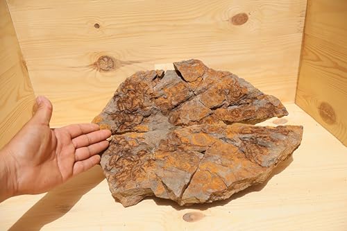 Fossile d'étoiles de mer Ordovicien Ophiura échinoderme Maroc - 6