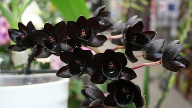 Amazon.com : New 100pcs phalaenopsis Orchid Flower Seeds Black