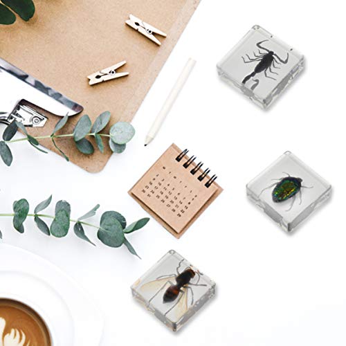 NUOBESTY Conjunto de EspÃ©cimes de Inseto de 4 PeÃ§as EspÃ©cime de Coleta de Forro de EscorpiÃ£o de